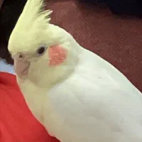 عروس هلندی گمشده باجک دو