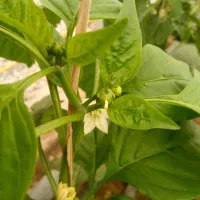 نیروی کار خانم جهت گلخانه