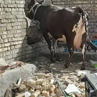 مطفل|حیوانات مزرعه|اهواز, سیصد دستگاه|دیوار