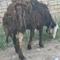 فروش یک راس شیشک پلنگی اصل