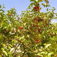تمامی خدمات باغبانی
