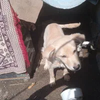 یک عدد سگ اشپیتس توله نر