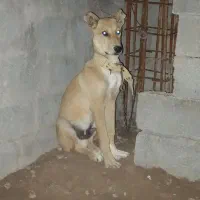 سگ بسیار درشت