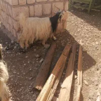 بز فروشی چندتایی هستن