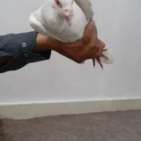 دورگ سالم و جوان|پرنده|کارون, |دیوار