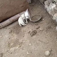 پاکوتا توله دو تا ماده عروسک|سگ|مینودشت, |دیوار