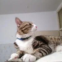 گمشده|حیوانات|گرگان, |دیوار