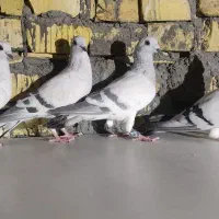 بهبونی و شامی..
