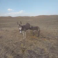 الاغ ماده با کره ماده