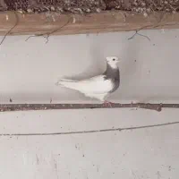 کفتر|پرنده|مهر, |دیوار