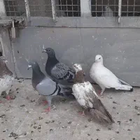 کفتر گرفتنی همه یه جا