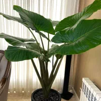 باغبانی بیل زدن هرس درختان کاشت گیاهان آپارتمانی|خدمات باغبانی و درختکاری|تهران, الهیه|دیوار