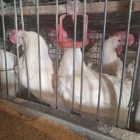 مرغ سفید تخمگذار جوان چاق