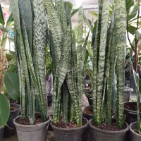 سانسوریا ابلق قدبلند|گل و گیاه طبیعی|ری, صالح آباد جنوبی (باغ رضوان)|دیوار