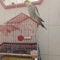 عروس هلندی  باقفس