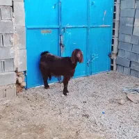 میش بز کولار