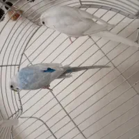 یک جفت مرغ عشق بسیار زیبا