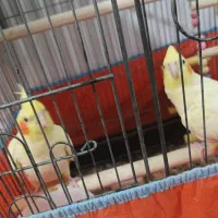 عروس هلندی|پرنده|نسیمشهر, |دیوار