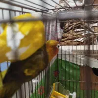 فنچ‌و‌طوطی‌برزیلی‌|پرنده|خرمدره, |دیوار
