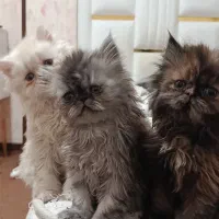 واگذاری گربه پرشین چین چیلا