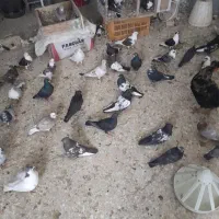 به خاطر مشکل مالی میخوام کبوتر هارو بفروشم|پرنده|گلمکان, |دیوار