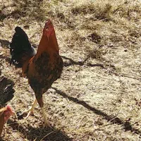 خروس لاری رشید