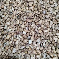 لوبیا چیتی خارجی