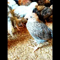 جوجه تقریبا ۴۰ روزه