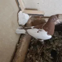 جفت جوجه شتری سیا و یک دونه شتری سرخ