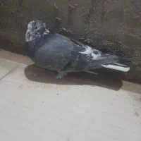 کبوتر|پرنده|نیمروز, |دیوار
