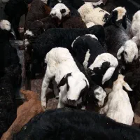 گوشت گوسفندی تازه کشتار روز درجه یک|خوردنی و آشامیدنی|بشاریات, |دیوار