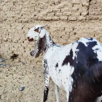 گتاچ مکی چینی اصل|حیوانات مزرعه|سراوان, |دیوار