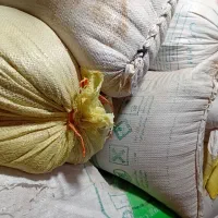 گندم مرغوب زاگرس