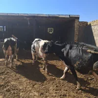 گاو هلشتاین درجه یک با گوساله|حیوانات مزرعه|قره چای, |دیوار