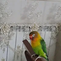 طوطی برزیلی دستی|پرنده|کرج, باغستان|دیوار