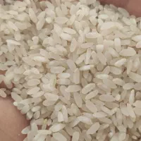 برنج خورده برنج و خورده اشی کامفیروز