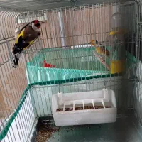 سهره نرجوجه قفس|پرنده|پاکدشت, پاکدشت (مامازند)|دیوار