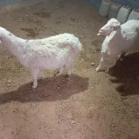 دوتابز خیلی خوشگل خردوتا اویس|حیوانات مزرعه|تربت جام, جلگه موسی آباد|دیوار