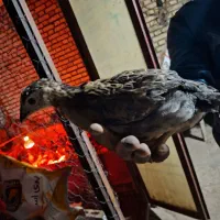 جوجه مرغ جهادی