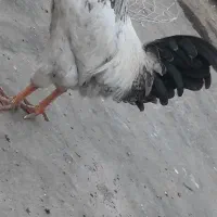 خروس جوان