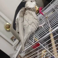 فروش عروس هلندی نر وایت فیس آماده جفت