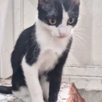 دوتا گربه خونگی