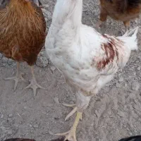 مرغ محلی|حیوانات مزرعه|کله گان, |دیوار