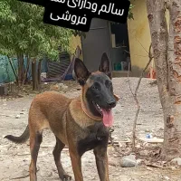 سگ پلیسی سالم ودارای شناسنامه