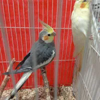 عروسی هلندی