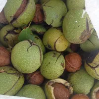 گردو کاغذی با کیفیت