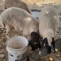سلام بره برای فروش دونه ۱۵ چاق