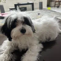 پودل کراس کوچولو