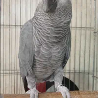 کاسکو حلقه پا شعرخوان250کلام