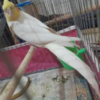 عروس هلندی معاوضه با طوطی برزیلی فیشر